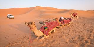 Evening Desert Safari Dubai with Camel Trekking